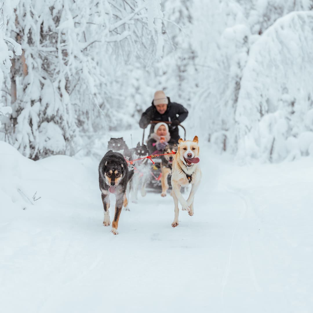 Husky safari through the Lapland snow
