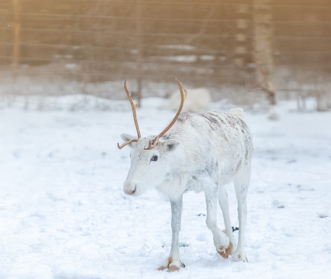 Marzo a Rovaniemi